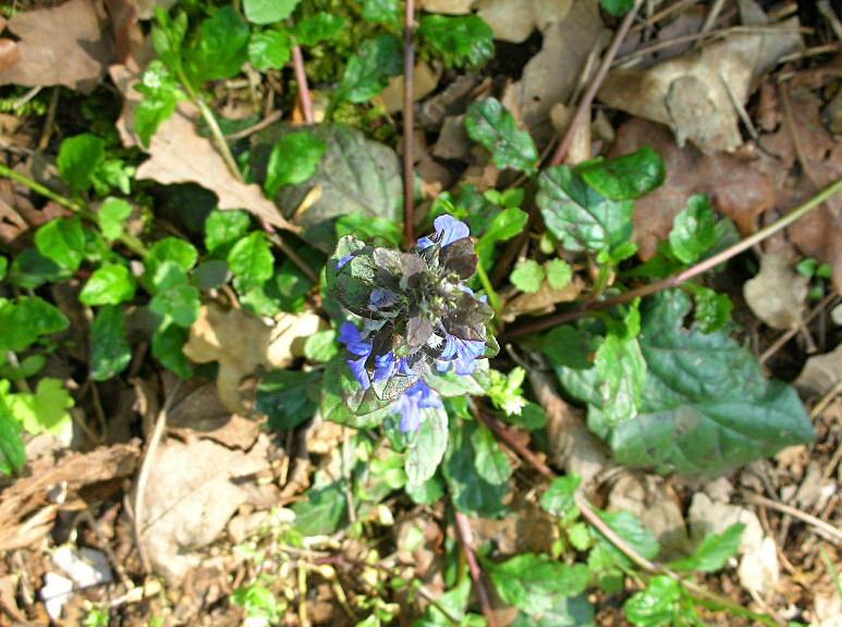 Ajuga reptans / Iva comune, Erba di S.Lorenzo